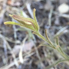 Cordylanthus pilosus pilosus