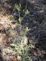 Cordylanthus pilosus pilosus