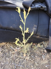 Cordylanthus pilosus pilosus