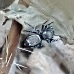 Heliophanus tribulosus