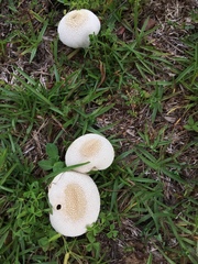 Lycoperdon perlatum image