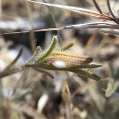 Cordylanthus pilosus pilosus