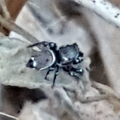 Heliophanus tribulosus