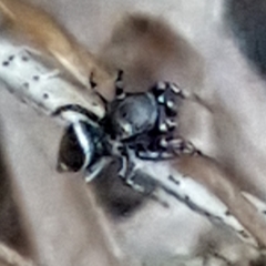 Heliophanus tribulosus