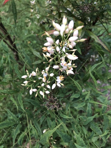 Nandina domestica