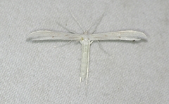 Hellinsia homodactylus