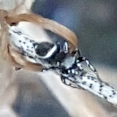 Heliophanus tribulosus