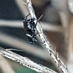 Heliophanus tribulosus