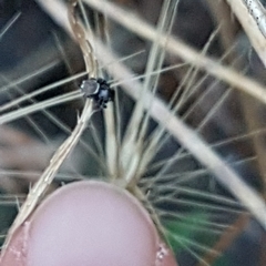 Heliophanus tribulosus