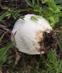 Lycoperdon perlatum image