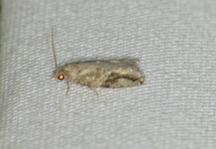 Proteoteras crescentana