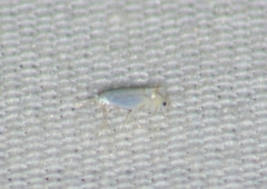 Phyllocnistis vitifoliella