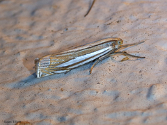 Crambus laqueatellus