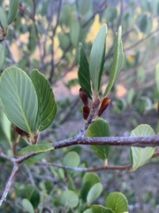 Cercocarpus betuloides blancheae