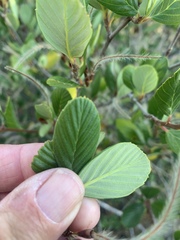 Cercocarpus betuloides blancheae
