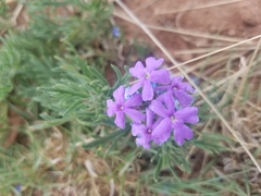 Glandularia gooddingii