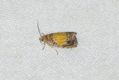 Olethreutes osmundana