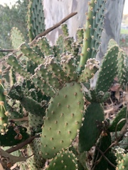 Opuntia puberula