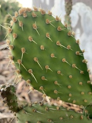 Opuntia puberula
