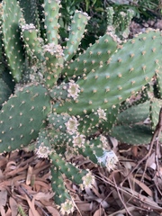 Opuntia puberula