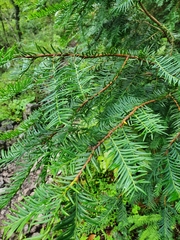 Taxus globosa