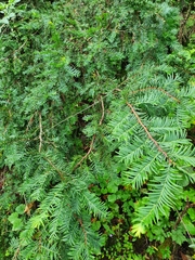 Taxus globosa