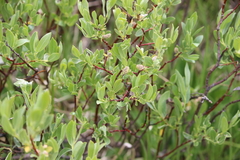 Salix arizonica