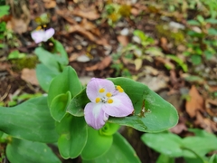 Tradescantia brevifolia