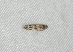 Tineidae clade b