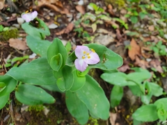 Tradescantia brevifolia