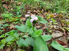 Tradescantia brevifolia