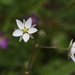 Corn Spurrey - Photo (c) James Bailey, some rights reserved (CC BY-NC), uploaded by James Bailey