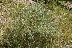Lupinus arboreus