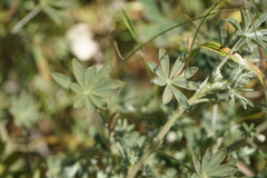 Lupinus arboreus