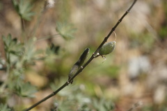Lupinus arboreus