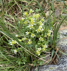 Mononeuria groenlandica