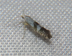 Argyresthia inscriptella