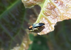 Agrilus pratensis