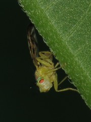 Strauzia arculata