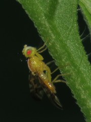 Strauzia arculata