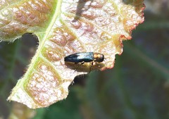Agrilus pratensis