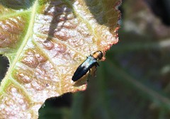 Agrilus pratensis