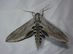 Sphinx asellus