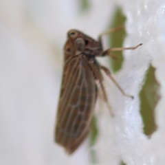 Agalliina