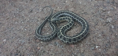 Thamnophis scaliger