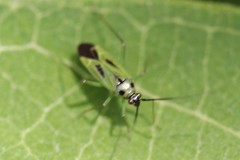 Ilnacora