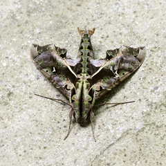 Hemeroplanes ornatus