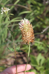 Trifolium vesiculosum