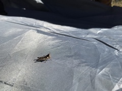 Pycnostictus seriatus