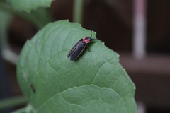 Photinus pyralis